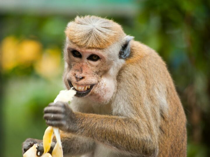 Zoo de Salzbourg Hellbrunn